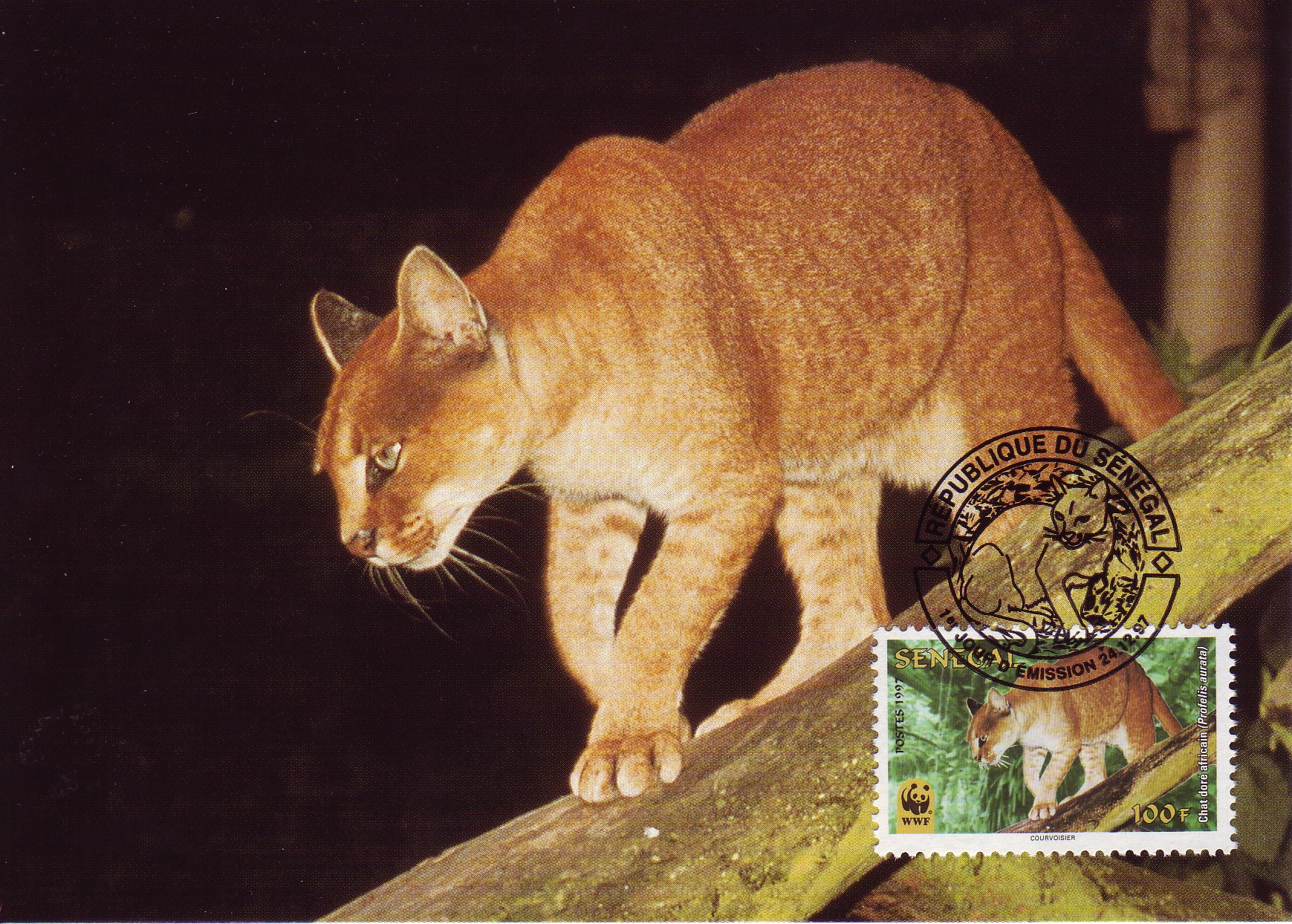 http://www.catstamps.org/scans/Wild_cats/African%20Golden%20Cat/SN19971224%20MC%20100%20AFG.jpg